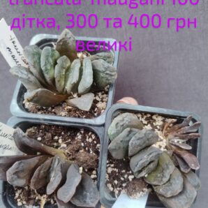 haworthia truncata*maugani доросла горщик 6,5см