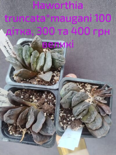 haworthia truncata*maugani доросла горщик 6,5см