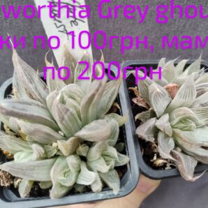 haworthia Grey Ghoust мамка без діток