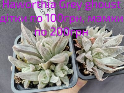 haworthia Grey Ghoust мамка без діток