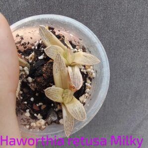 haworthia retusa milky way дітки