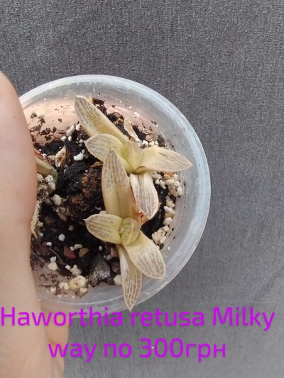 haworthia retusa milky way дітки