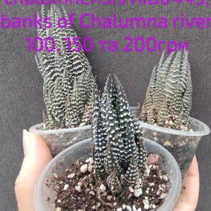 Haworthia chalumnensis RIB0445, banks of Chalumna River менша