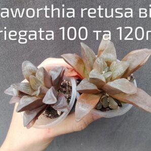 haworthia retusa від variegata менша