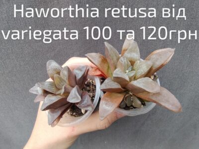 haworthia retusa від variegata менша