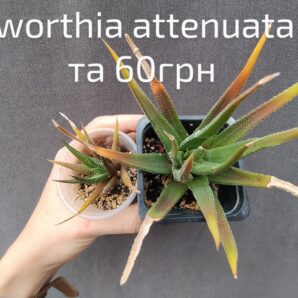 haworthia attenuata