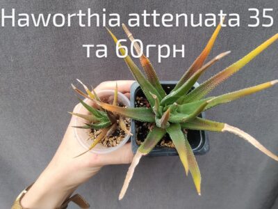 haworthia attenuata