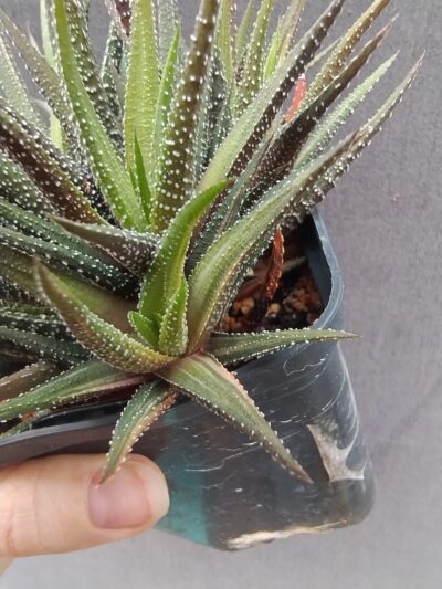 haworthia fasciata variegata - Зображення 2