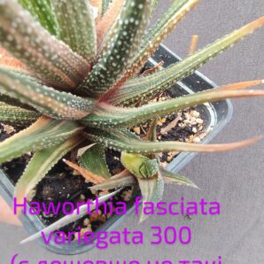 haworthia fasciata variegata