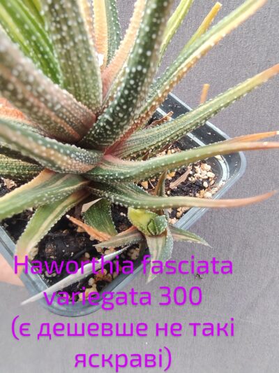 haworthia fasciata variegata