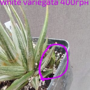 haworthia tortuosa white variegata дітка
