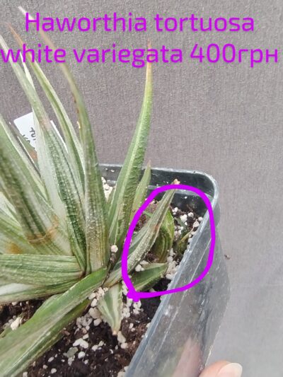 haworthia tortuosa white variegata дітка