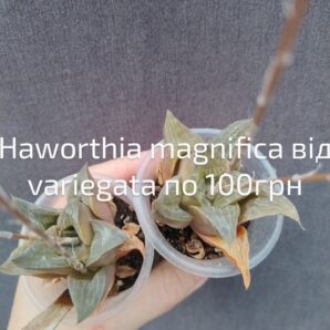 Haworthia magnifica від variegata