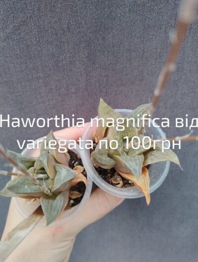 Haworthia magnifica від variegata