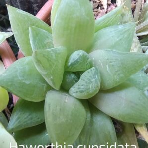 haworthia cupsidata