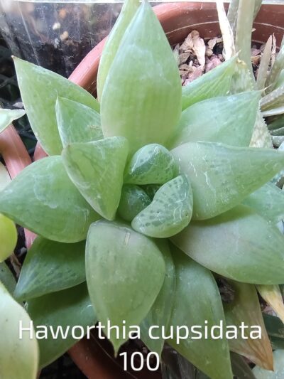 haworthia cupsidata