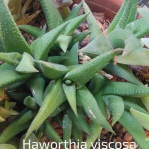 Haworthia viscosa розетка