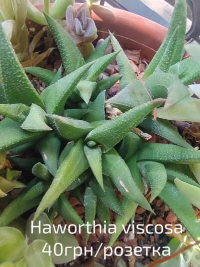 Haworthia viscosa розетка