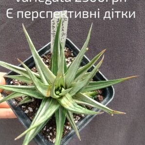 haworthia tortuosa white variegata