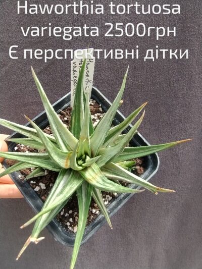 haworthia tortuosa white variegata