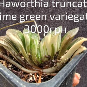 Haworthia truncata lime green variegata горщик 6,5см