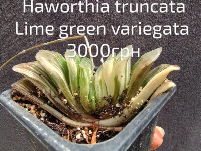 Haworthia truncata lime green variegata горщик 6,5см