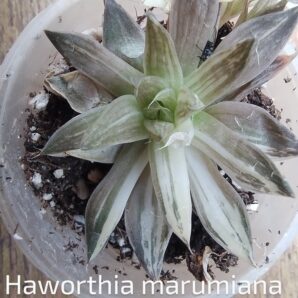 haworthia marumiana variegata
