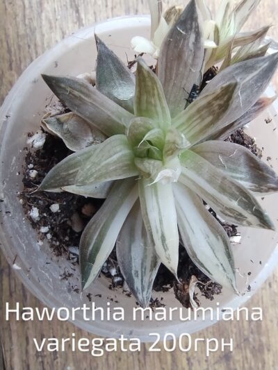 haworthia marumiana variegata