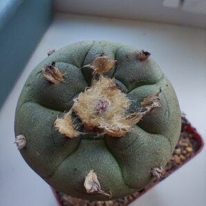 Lophophora jordaniana caespitosa
