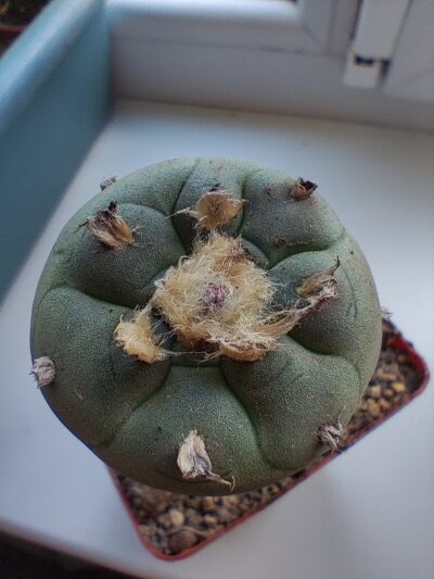 Lophophora jordaniana caespitosa
