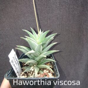 haworthia viscosa variegata