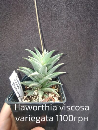 haworthia viscosa variegata