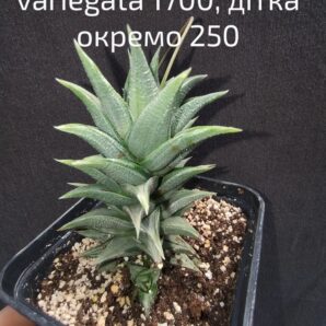 haworthia viscosa variegata дітка