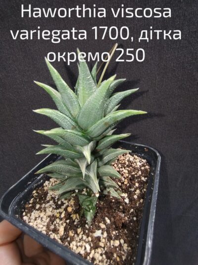 haworthia viscosa variegata дітка