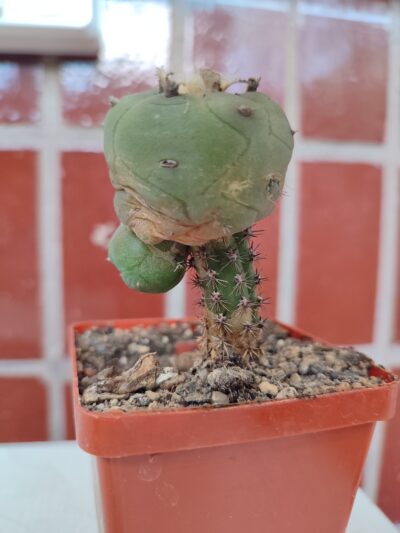 Lophophora jordaniana caespitosa - Зображення 2