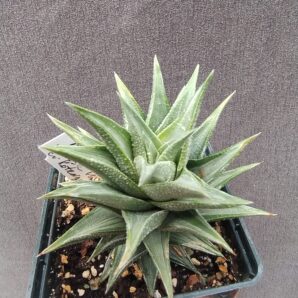 Haworthia viscosa var. tortuosa Kotengo Nishiki