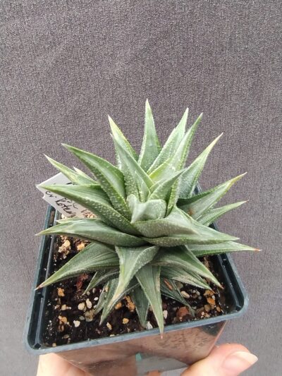 Haworthia viscosa var. tortuosa Kotengo Nishiki