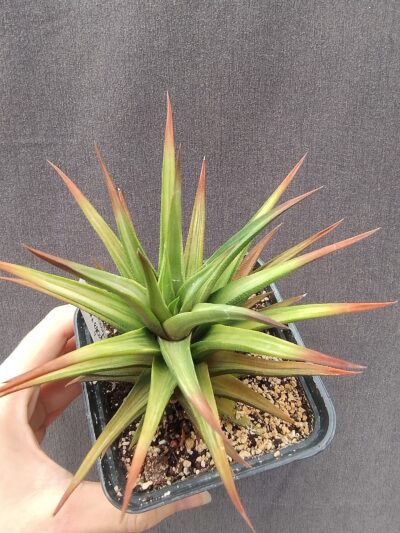 haworthia tortuosa yellow variegata горщик 9см - Зображення 2