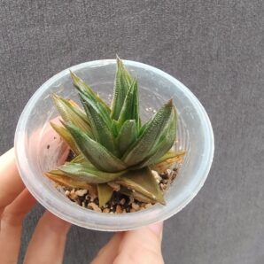 Haworthia venosa var tortuosa variegata
