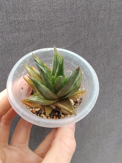 Haworthia venosa var tortuosa variegata