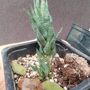 haworthia glauca var. herrei