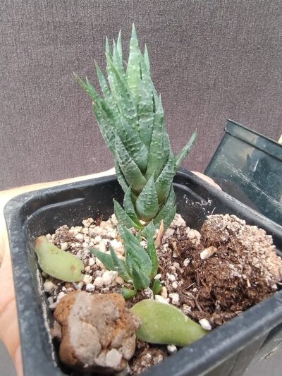 haworthia glauca var. herrei