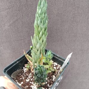 haworthia glauca var. herrei