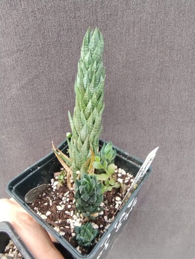 haworthia glauca var. herrei