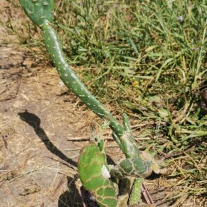 Opuntia Zebrina