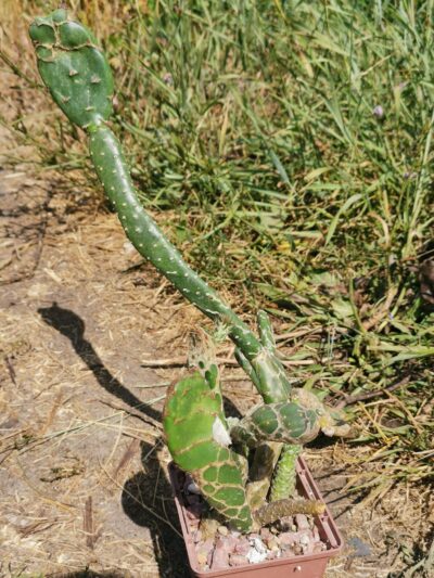 Opuntia Zebrina