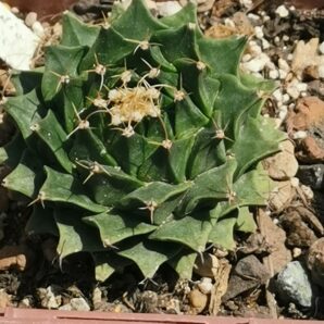 Obregonia denegrii