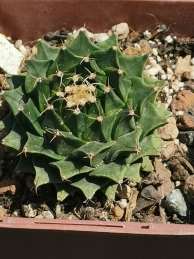 Obregonia denegrii