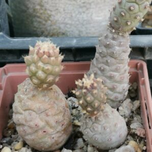 Tephrocactus Geometricus