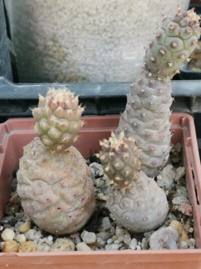 Tephrocactus Geometricus
